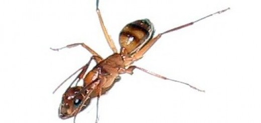 Муравей Домашний